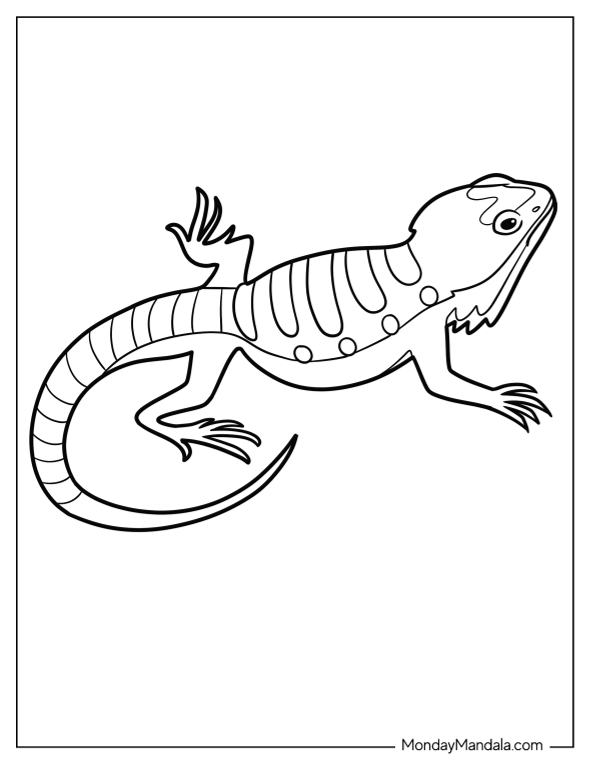 Bearded dragon coloring pages free pdf printables