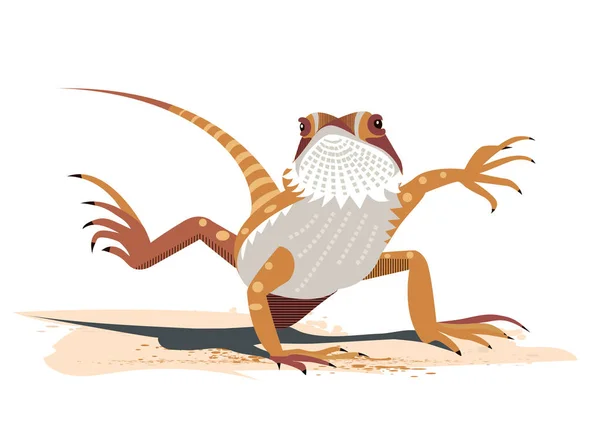 Bearded dragon vector images