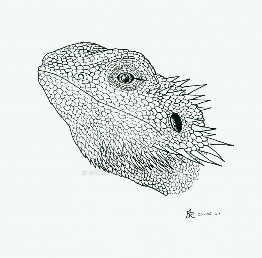 Bearded dragon by gorgone bearded dragon tattoo bearded dragon dragon tattoo outline