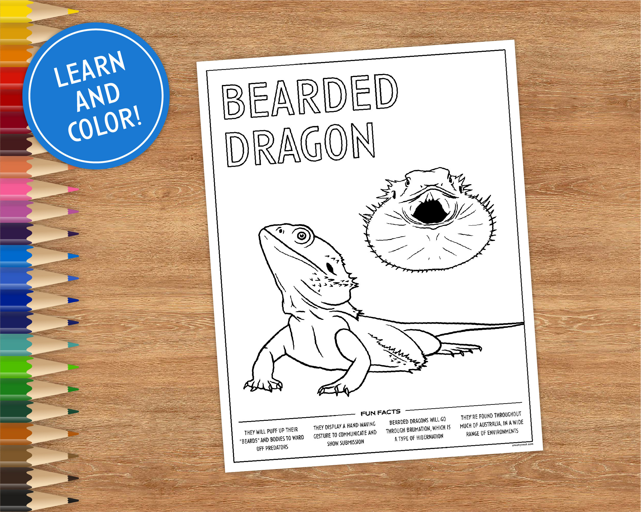 Dragon coloring page
