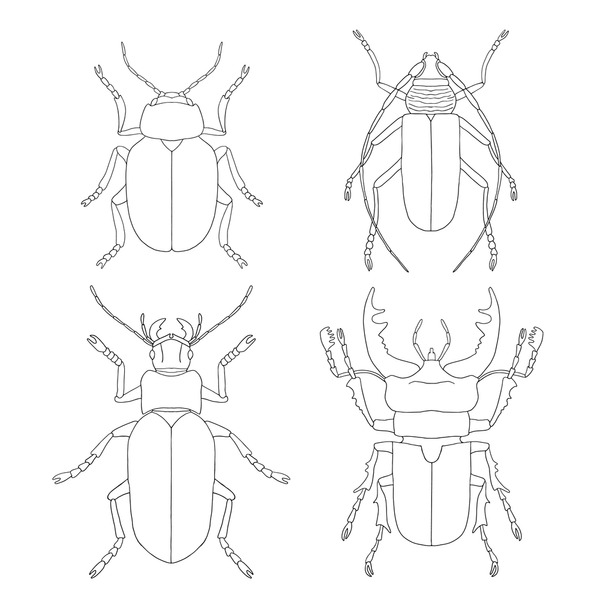 Beetle coloring page royalty