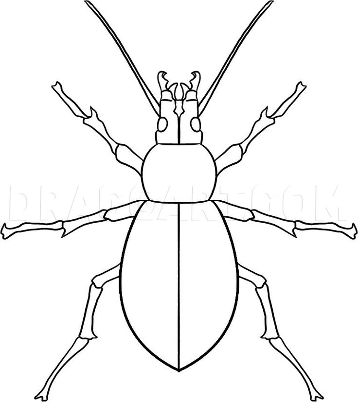How to draw a beetle step by step drawing guide by dawn animal drawings bugs drawing bug art