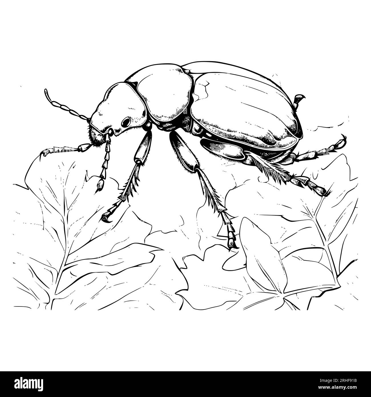 Beetle coloring page for kids stock vector image art
