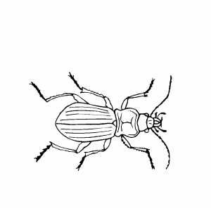 Beetle coloring page bug art insect art coloring pages
