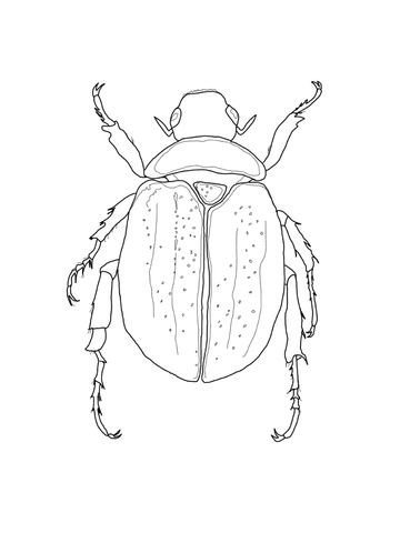 Scarab beetle coloring page free printable coloring pages