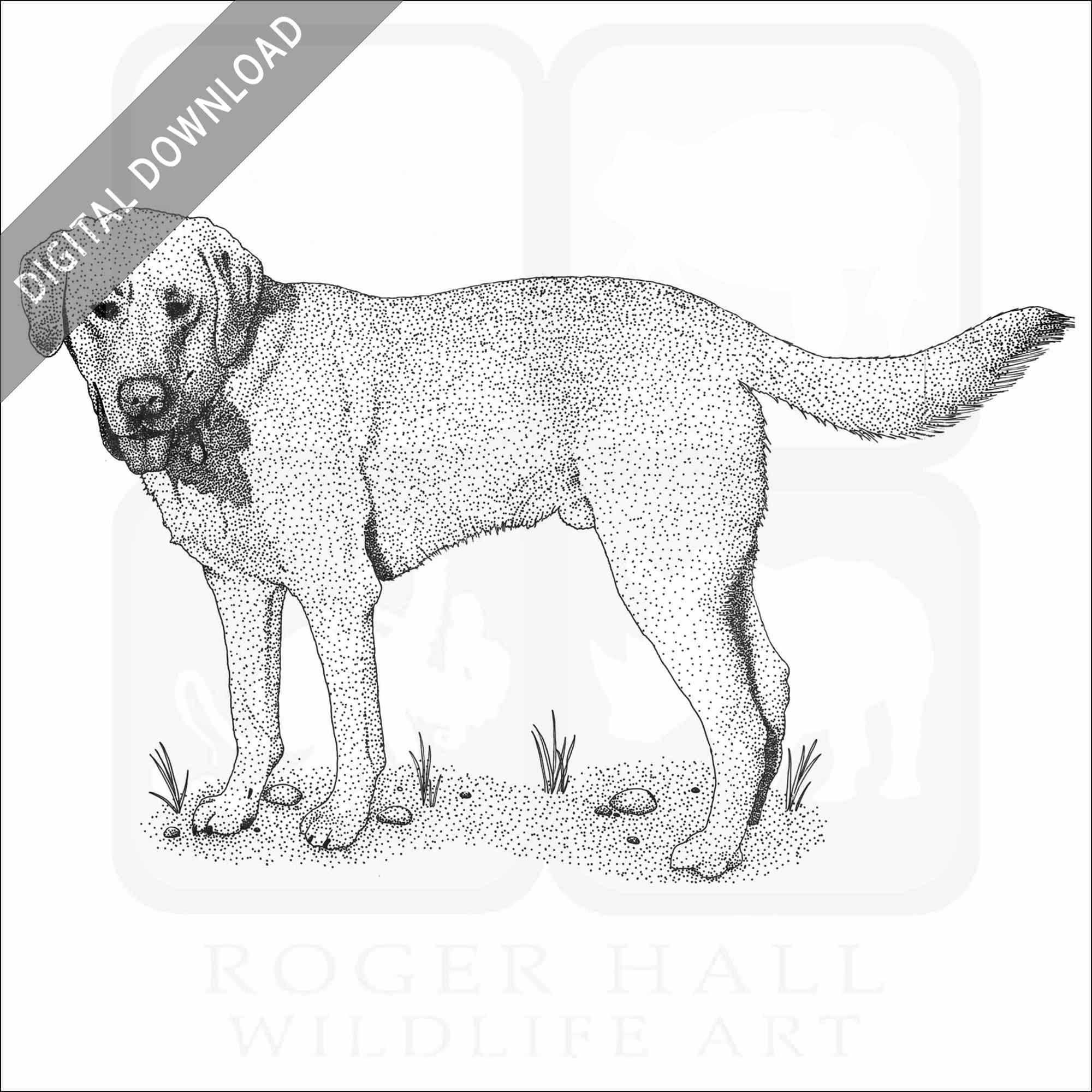 Stock art drawing of a yellow labrador retriever