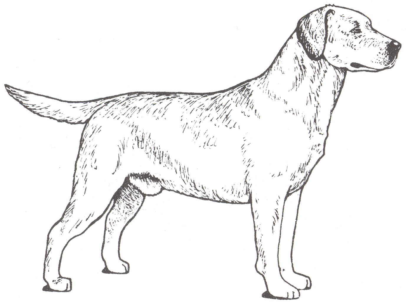 Labrador retriever page