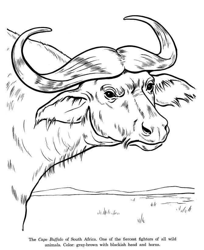 Animal drawings coloring pages cape buffalo drawing animal identification drawing and coloring pages