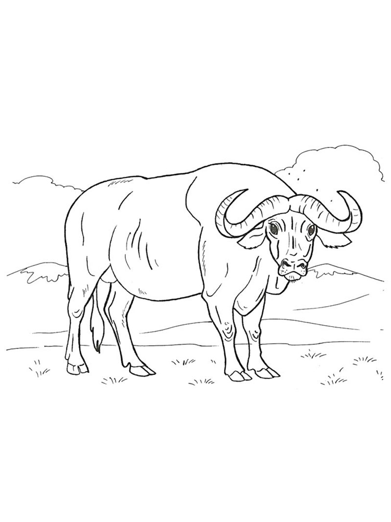 Buffalo coloring pages