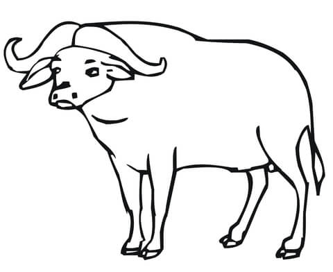 African buffalo coloring page free printable coloring pages