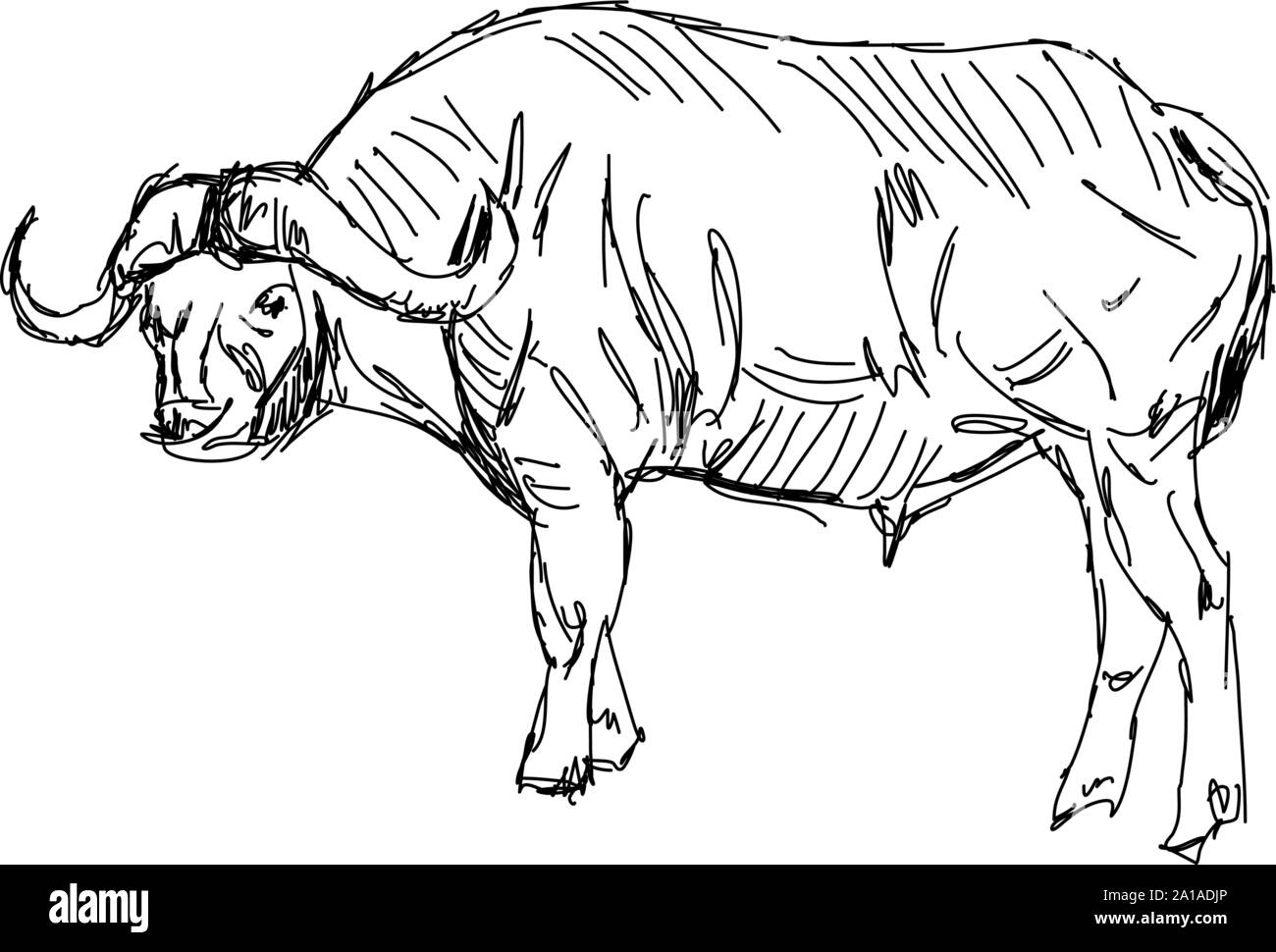 Buffalo drawing hi
