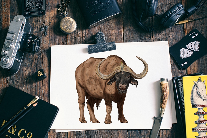 How to draw a water buffalo