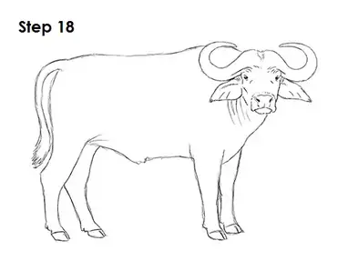 How to draw an african cape buffalo