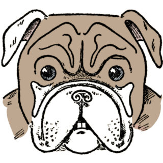 Dog drawing bulldog pug dachshund
