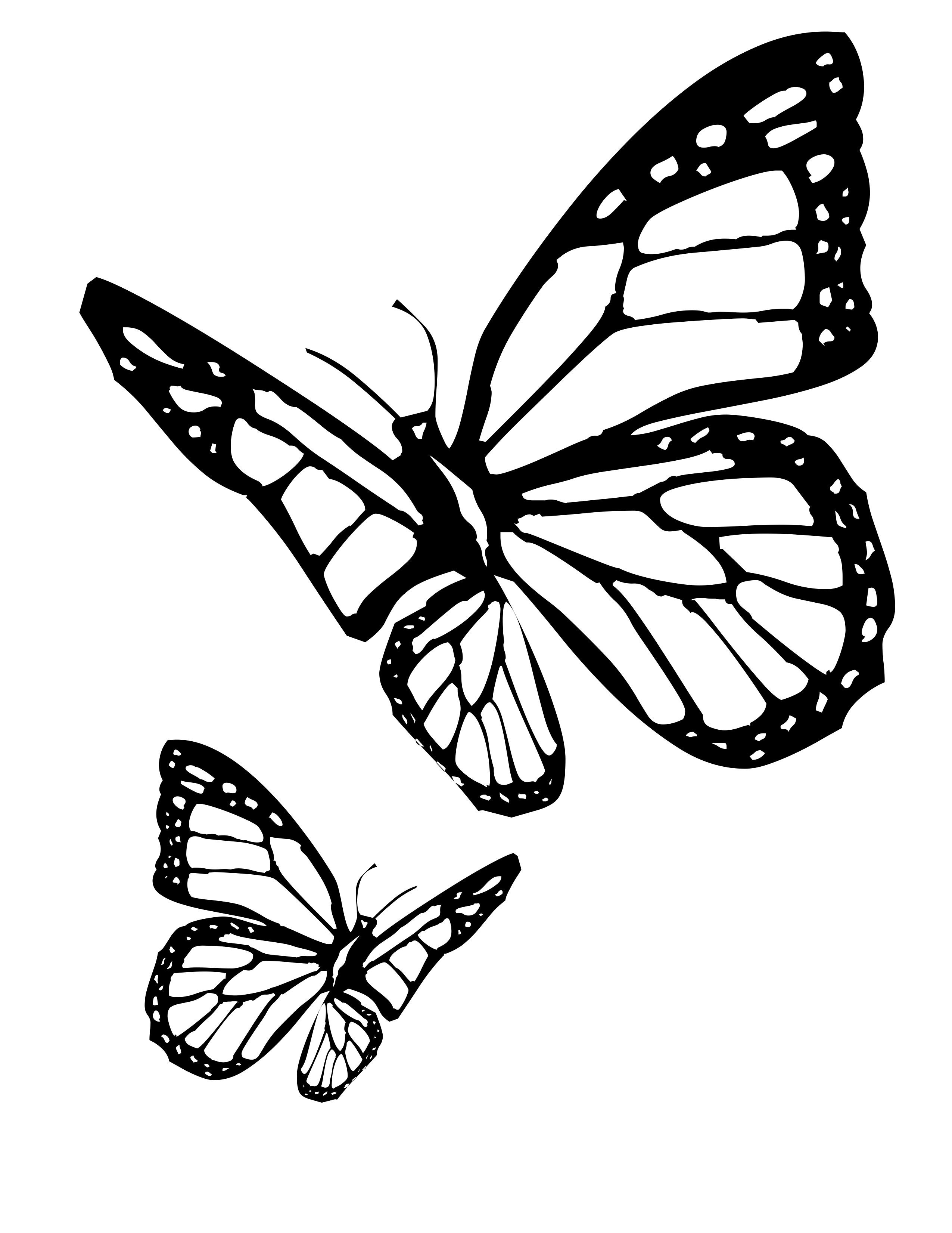 Butterfly coloring page images crazy gallery butterfly coloring page butterfly drawing outline butterfly outline