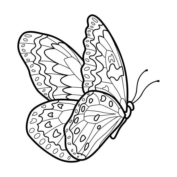 Butterfly coloring page stock photos pictures royalty