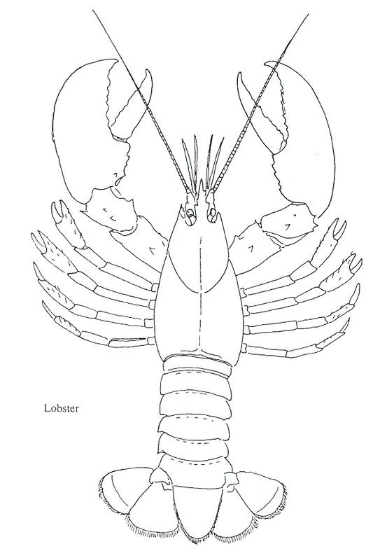 Lobster nautical ocean lobster art lobster drawing fish drawings
