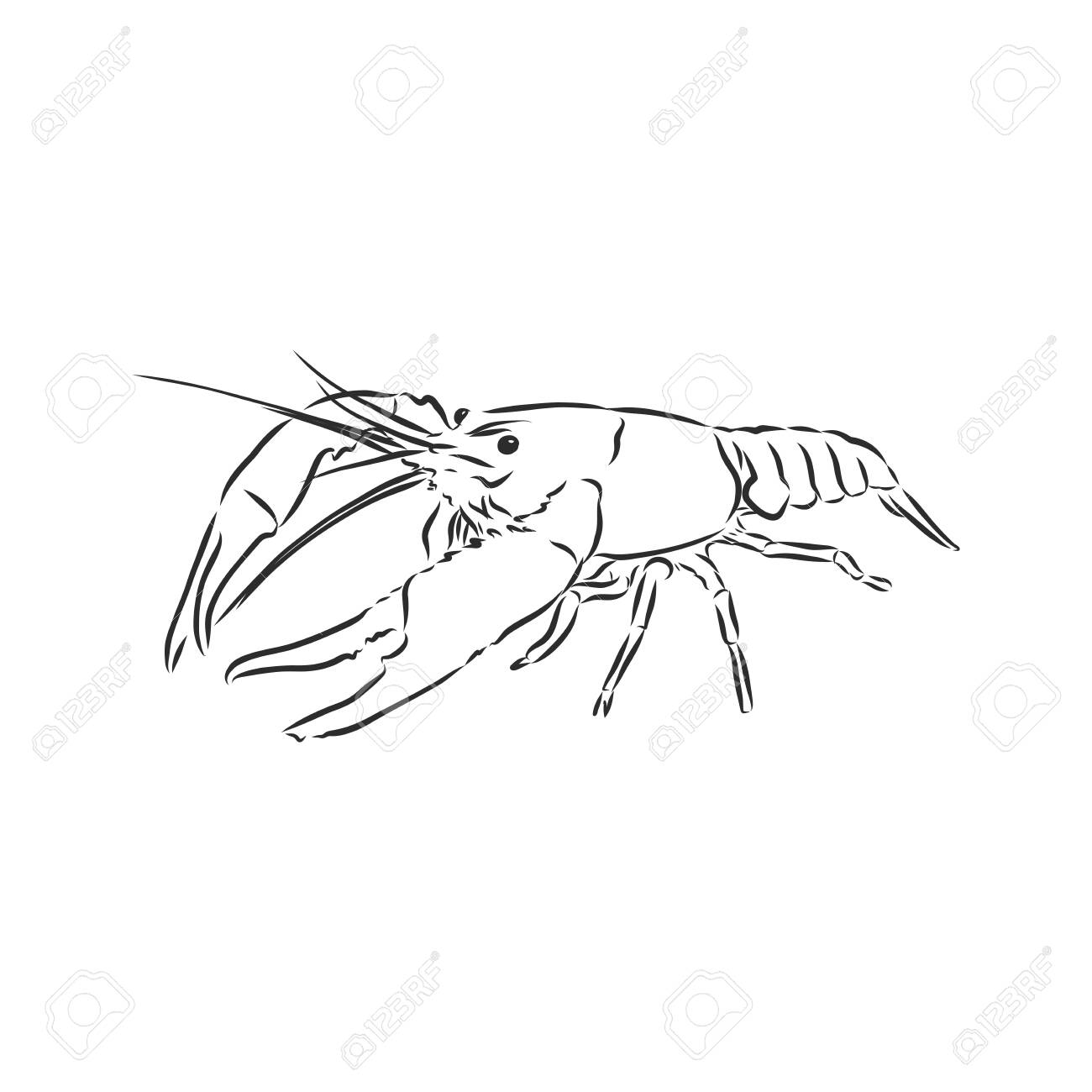 Hand drawn crayfish cancer with simple decor on white isolated background river animal for coloring book pages royalty free svg cliparts vectors and stock illustration image