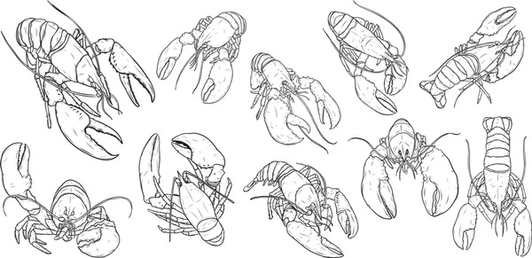 Thousand crawfish drawing royalty