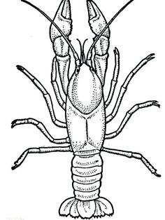 Crayfish ideas crayfish fish coloring page free printable coloring pages