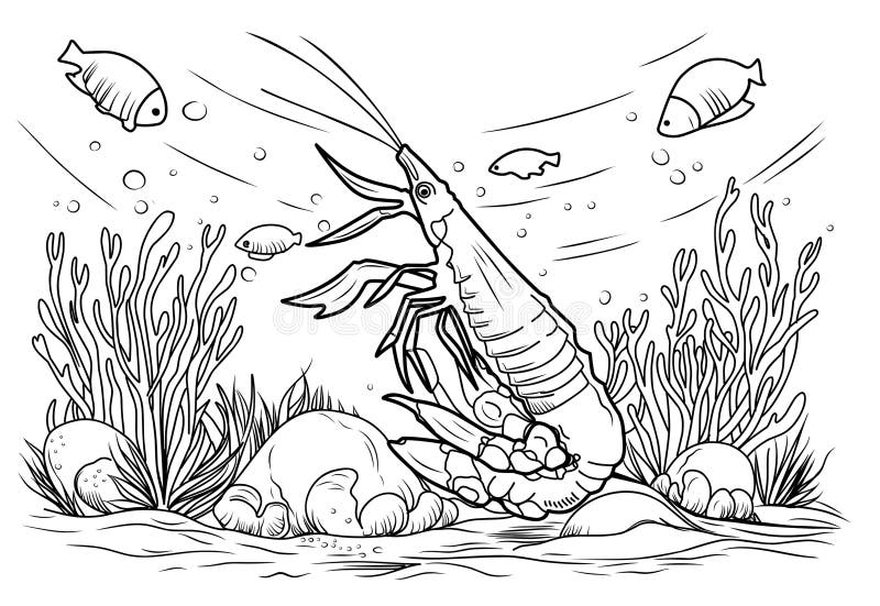 Shrimp coloring book coloring page simple line illustration of shrimp and underwater world stock vector