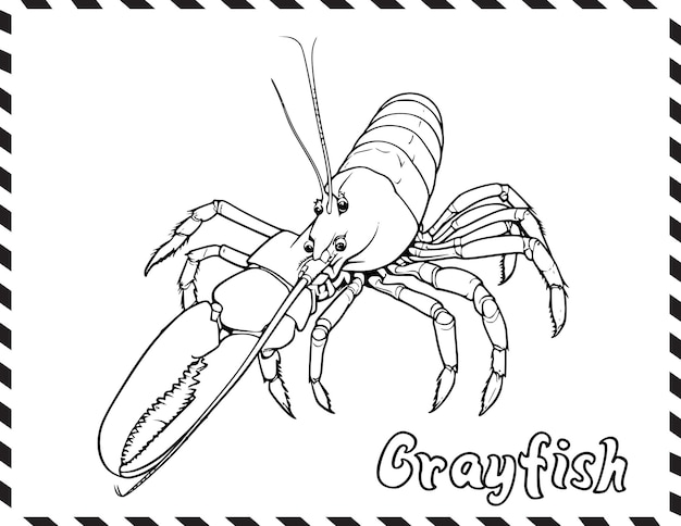 Premium vector crayfish in sea coloring pages drawing for kids