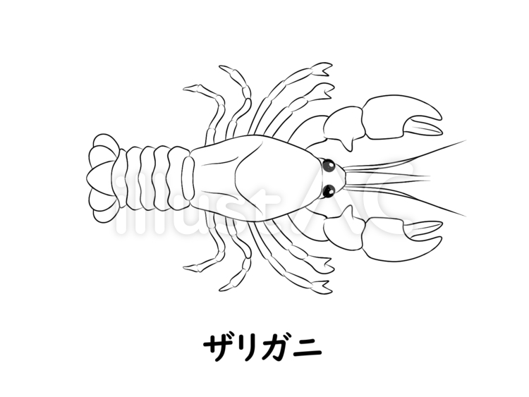 Free vectors crayfish line drawing
