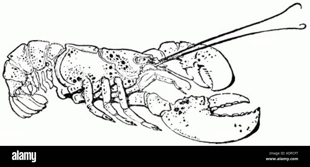 Lobster drawing hi