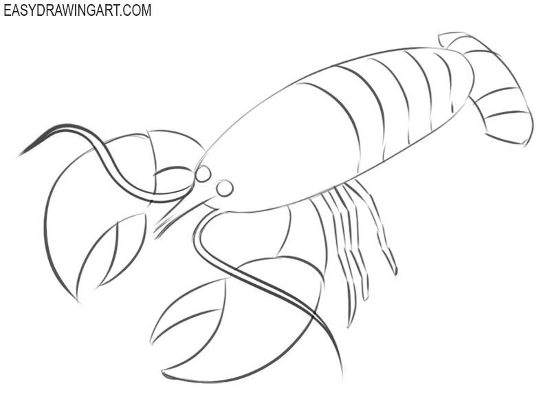 How to draw a crayfish drawings easy drawings animal drawings