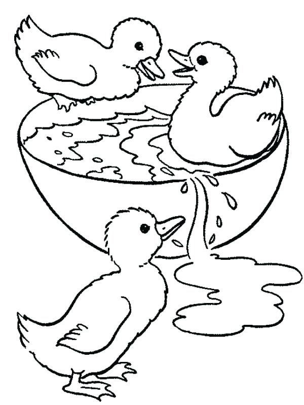 Duck coloring pages