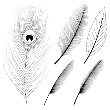 Premium vector peacock feather coloring pages