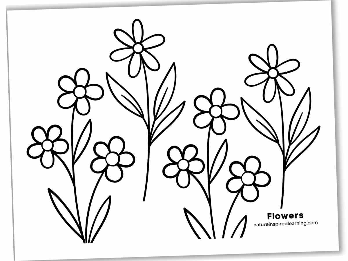 Beautiful flower coloring pages