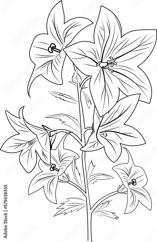Easy flower coloring pages sketch virginia bluebells drawing coloring pages for children easy flowers art hand drawing illustration sketch contour bouquet of artistic bellflower pencil art vector