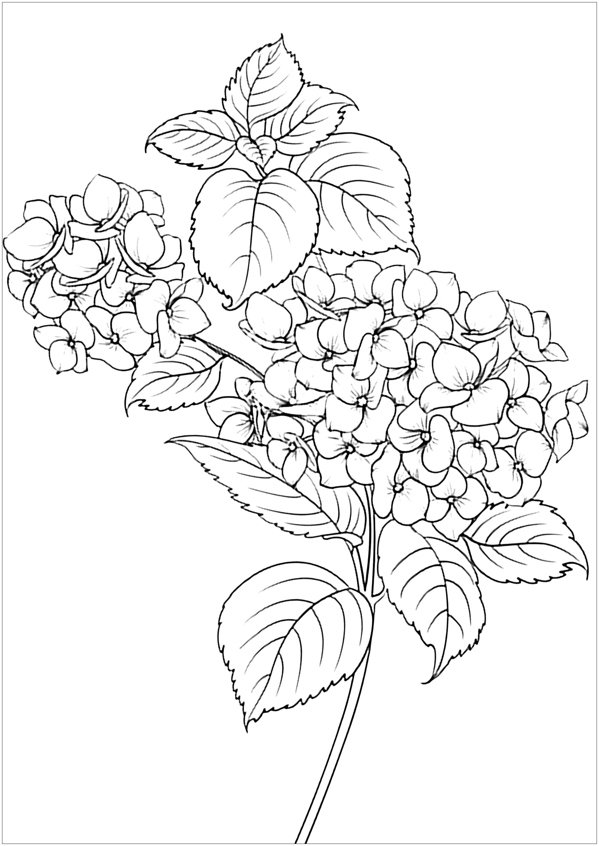 Flowers leaves