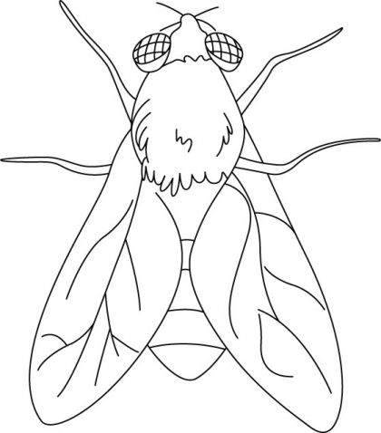 House fly colorg pages download free house fly colorg pages for kids best colorg pages sect colorg pages bug colorg pages colorg pages