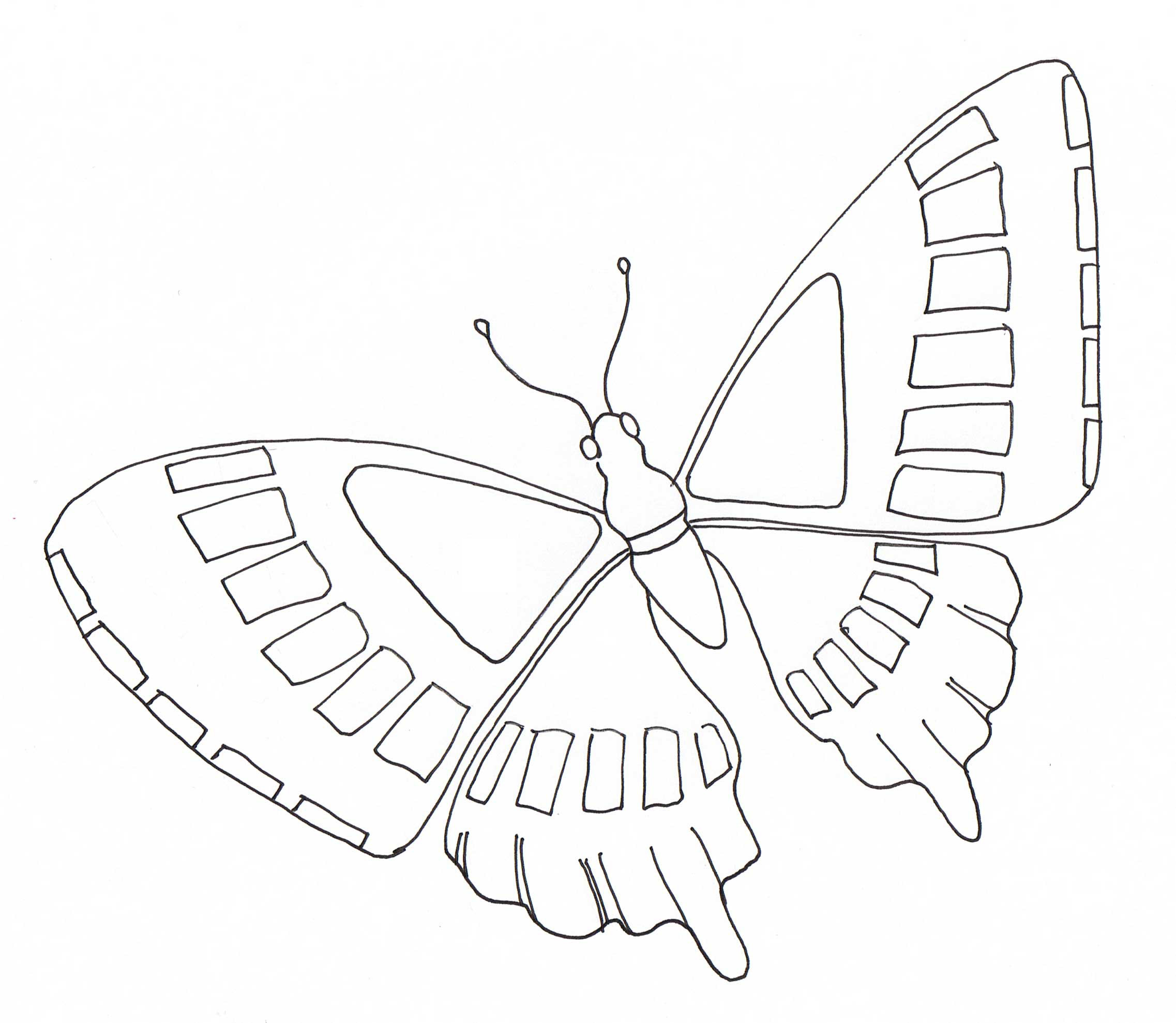 Simple butterfly flying