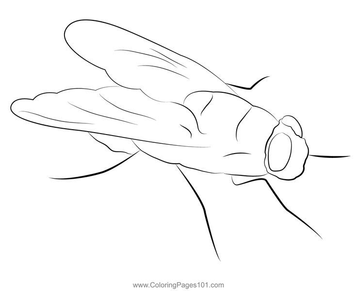 Fly blow fly coloring page butterfly coloring page coloring pages butterfly printable
