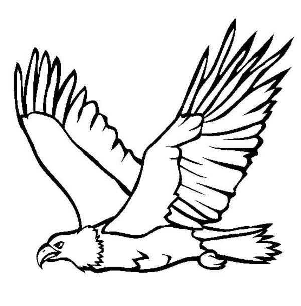 Great flying bald eagle coloring page