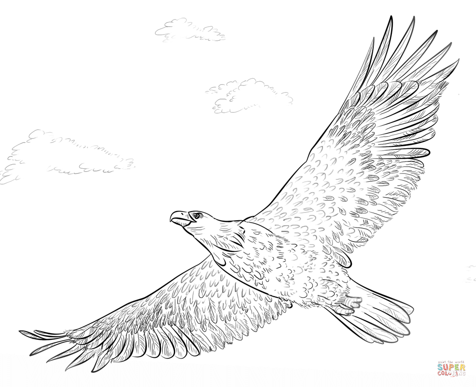 Bald eagle in flight coloring page free printable coloring pages