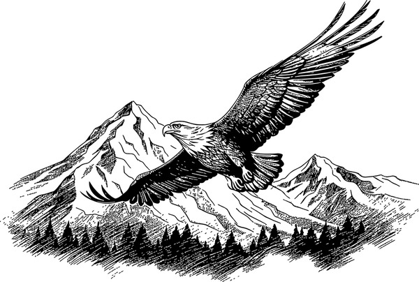 Black white flying eagle drawing royalty