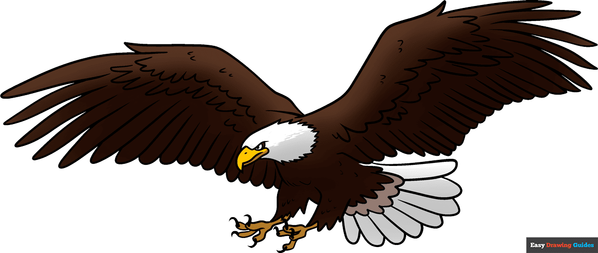 How to draw a bald eagle flying