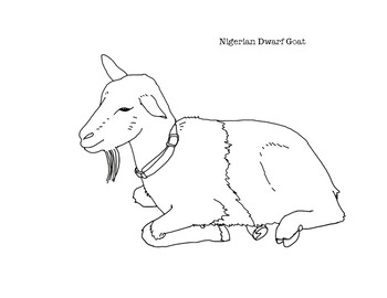 Nigerian dwarf goat coloring page by mama draw it tpt