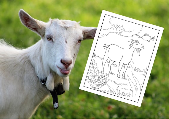 Goat coloring pages for kids boys and girls printable pages cute goat digital coloring book pdf instant download