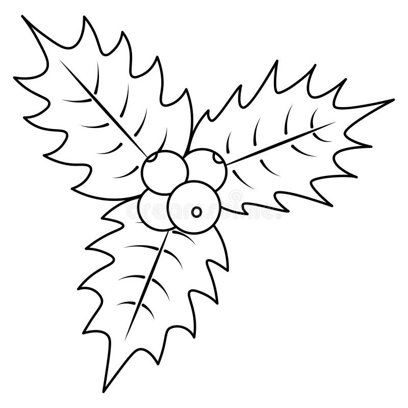 Holly coloring stock illustrations â holly coloring stock illustrations vectors clipart
