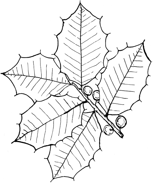 Genus ilex l holly clipart