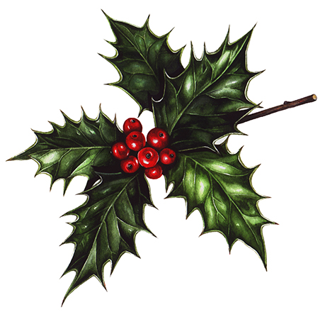 Step by step botanical illustration of a holly leaf