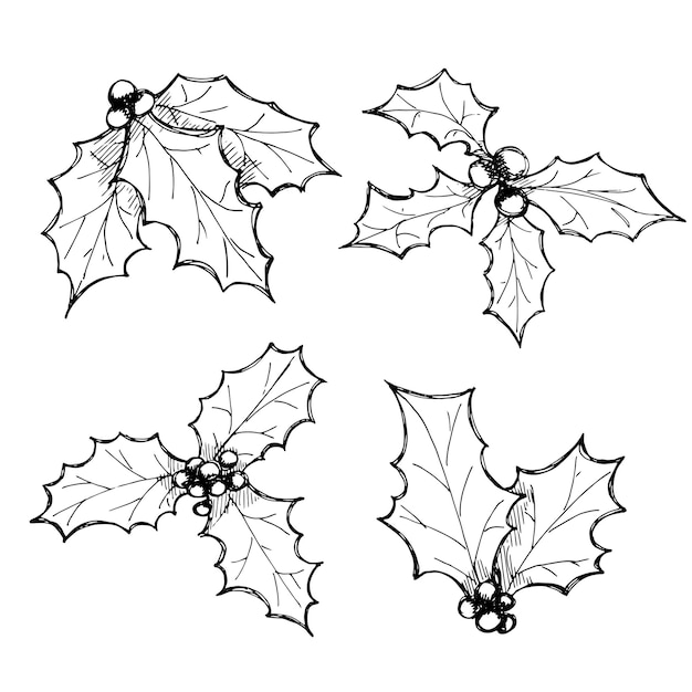 Premium vector hand drawn christmas and new year holly leaves bunch with berries holiday clipart