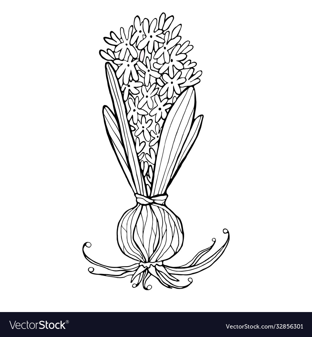 Black and white hyacinth coloring page royalty free vector