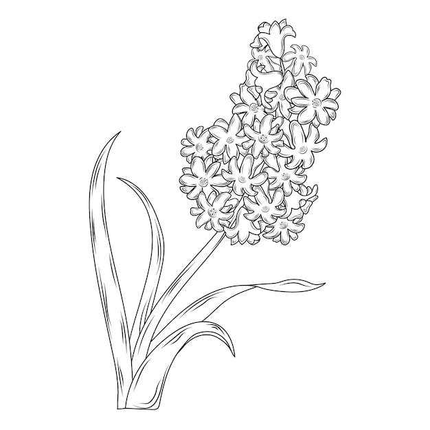 Premium vector spring flowers hyacinth hand drawing line art sketch isolated black and white flower