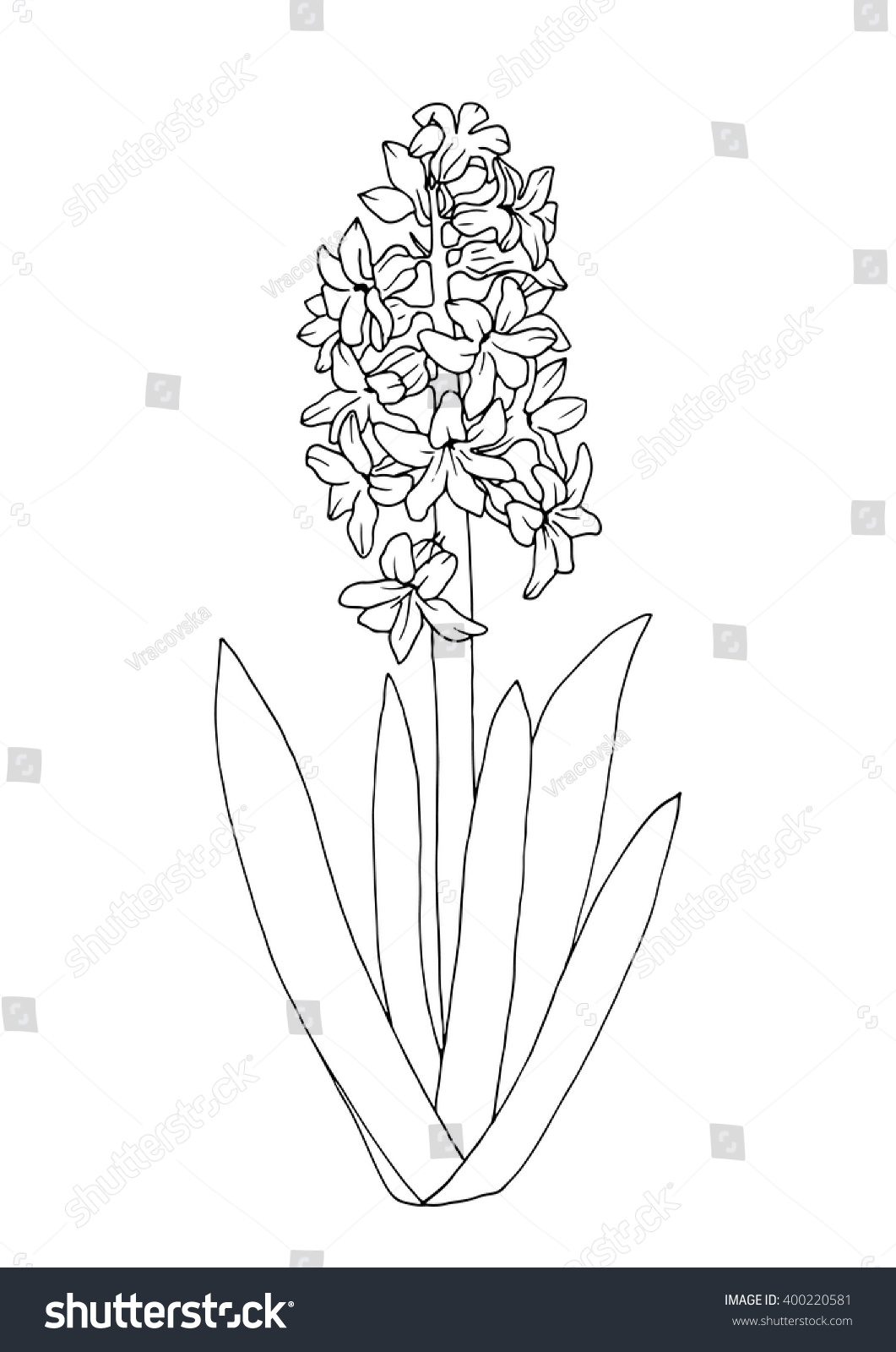 Hyacinth coloring book page isolated on stock vector royalty free